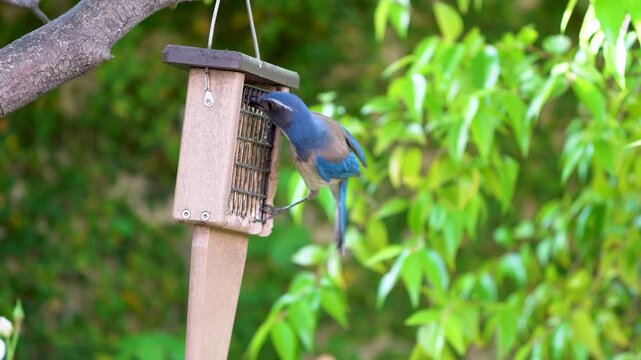 A California Scrub Jay feeds at a suet feeder in California.