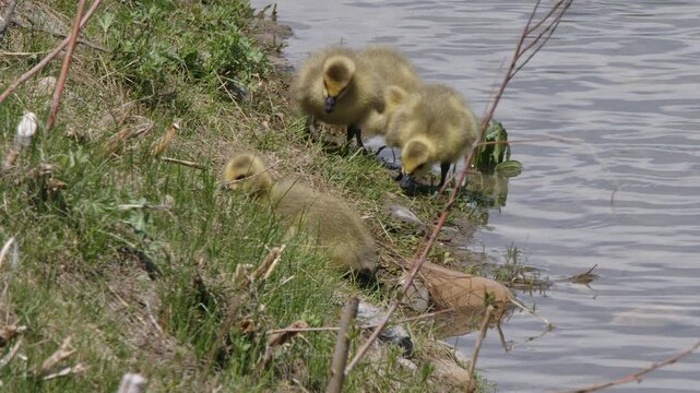 Adorable fluffy yellow goslings feed on green grass on pond shoreline