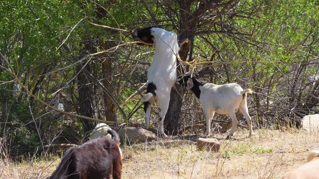 Sheep and Goats are used ahead of fire season in California to reduce vegetation.