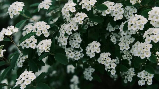 A large green bush fully covered in beautiful white flowers, known as bridal wreath spirea. This is high-quality footage in high resolution with a good bitrate, ideal for garden and spring themes.