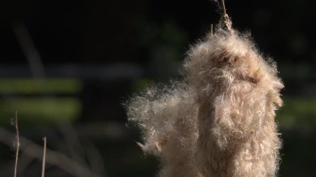 Golden sunshine illuminates cattail seed fluff, close up wetland scene