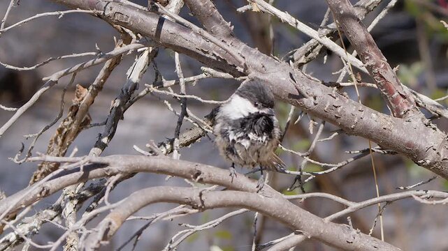 Small fledgling chickadee shakes and moults downy feathers on branch