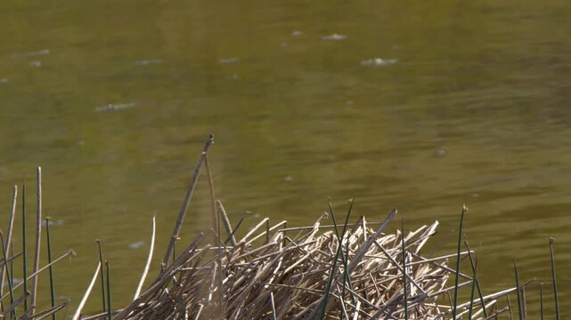 Red-winged blackbird takes flight from reeds at edge of wetland pond