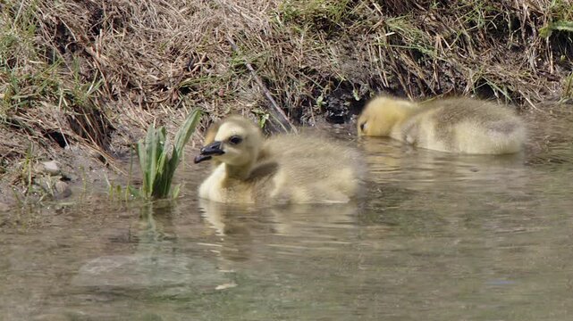 Three cute fluffy yellow gosling chicks forage for food at pond shore