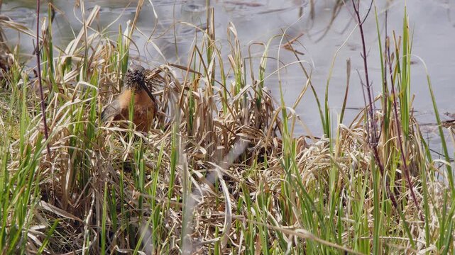 Robin bird collects nesting material in grass at edge of wetland pond