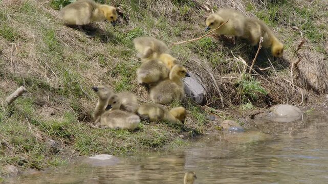 Large brood of fuzzy yellow baby goslings eat grass at edge of pond
