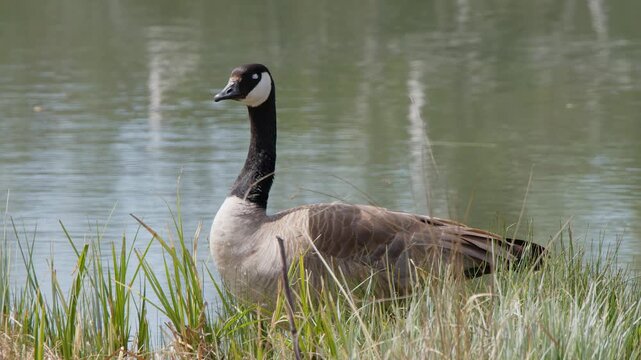 Adult Canada goose relaxes on grassy shore of wetland pond, copy space