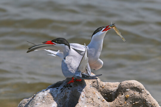 Detailed shot of Common Terns (Sterna hirundo) during their ritual mating display.