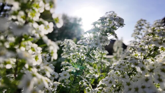 Spirea flowers blooming in spring sunlight