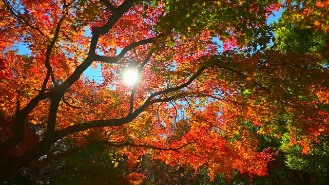真紅の紅葉と光