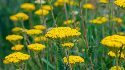Fototapeta premium Flowers bloom in a field during the warm months showcasing a variety of yellow hues under natural sunlight