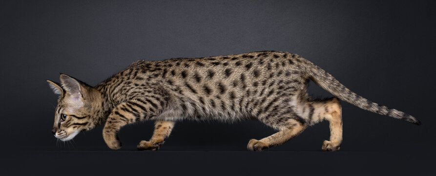 Elegant spotted Savannah cat, walking side ways in hunting pose. Looking straight ahead showing profile. Isolated on a black background.