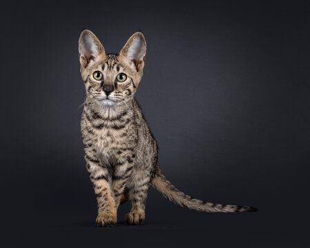 Elegant spotted Savannah cat, standing up facing front. Looking curious beside camera. Isolated on a black background.