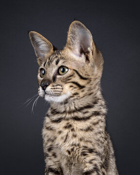 Head shot of elegant spotted Savannah cat, sitting up facing front. Looking beside camera showing deep ear setting. Isolated on a black background.