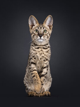 Elegant spotted Savannah cat, sitting up facing front. Looking curious towards camera. One paw slightly lifted. Isolated on a black background.