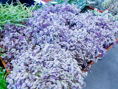 Dense clusters of purple-tinged Tradescantia pallida seedlings spread across nursery trays, exhibiting lush, oval-shaped leaves with subtle variegation. Surrounding greenery includes other varieties o