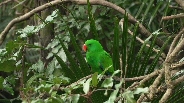 Male Eclectus parrot Eclectus roratus with bright emerald green plumage orange beak perched among palm fronds in lush jungle aviary Edward Youde Hong Kong Park