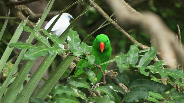 Vivid emerald green male eclectus parrot perched alert among tropical leafy branches with white bali myna visible in background at Edward Youde Aviary Hong Kong