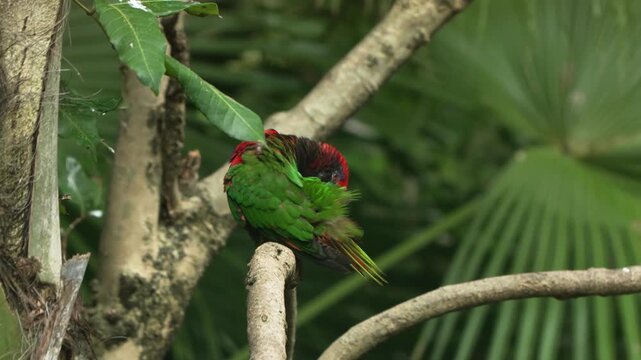 Colorful tropical lorikeet parrot preening green plumage red head on tree branch surrounded by lush foliage inside Edward Youde Aviary Hong Kong Park bird sanctuary