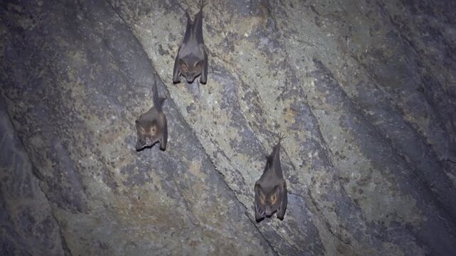 Probably lesser false vampire bat (Megaderma spasma) in a grotto in the mountainous regions of northern Thailand.