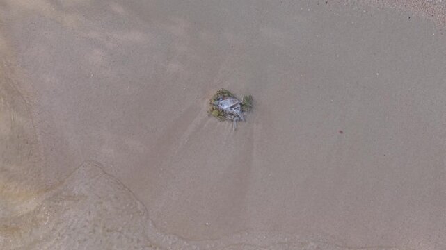 Overhead drone footage capturing ghost crabs scavenging a discarded fish head on the pristine white sand beach of Mahe, Seychelles, as gentle waves wash over. 30fps 001