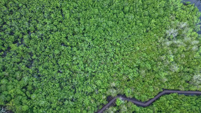 Overhead drone footage over a winding wooden boardwalk cutting through the dense, lush green canopy of the protected Port Glaud mangrove forest and Ramsar site in Mahe, Seychelles 30fps 002