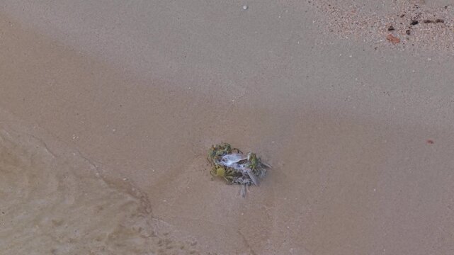 Overhead drone footage capturing ghost crabs scavenging a discarded fish head on the pristine white sand beach of Mahe, Seychelles, as gentle waves wash over. 30fps 002
