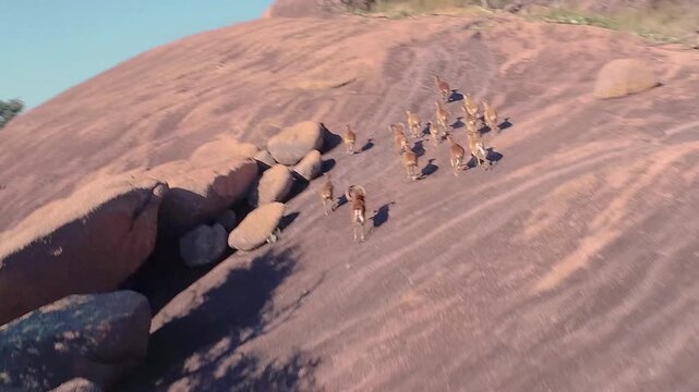 Drone shot of Texas Aoudad, big horned sheep, running up the hills.