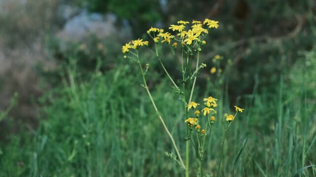 Vibrant yellow field daisies gently swaying against a lush green grass background. This is high-quality footage in high resolution with a good bitrate, perfect for nature and springtime projects.