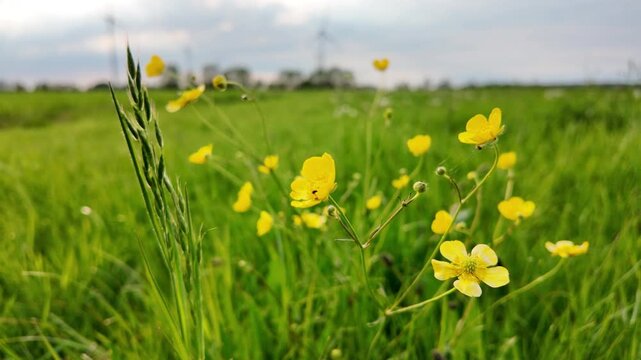 Yellow buttercup flowers in a meadow