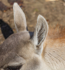 Fototapeta premium Close-up of a curious young llama's ear and face