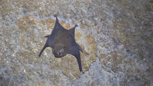 Eptesicus or Pipistrellus small bat in a grotto in the mountainous regions of northern Thailand