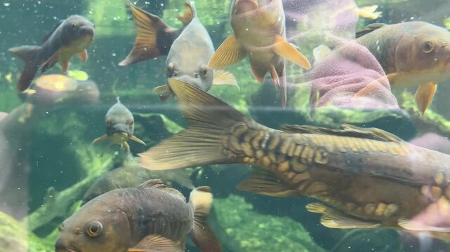 Common carp Cyprinus carpio swimming in freshwater habitat with algae covered aquatic plants and rocks. Freshwater fish species native to rivers and lakes of Europe and Asia.