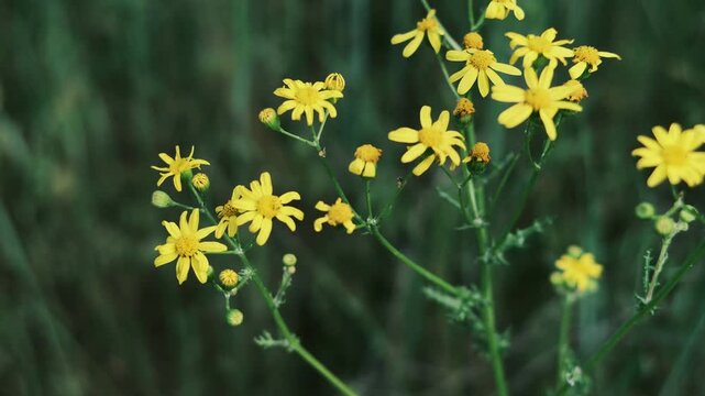 Vibrant yellow field daisies gently swaying against a lush green grass background. This is high-quality footage in high resolution with a good bitrate, perfect for nature and springtime projects.