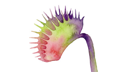 Colorful Venus Flytrap Watercolor Illustration for Web UI Asset Isolated on Transparent Background © senmachine