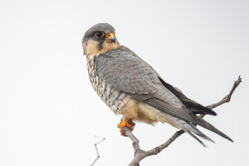 Fototapeta premium Falco amurensis