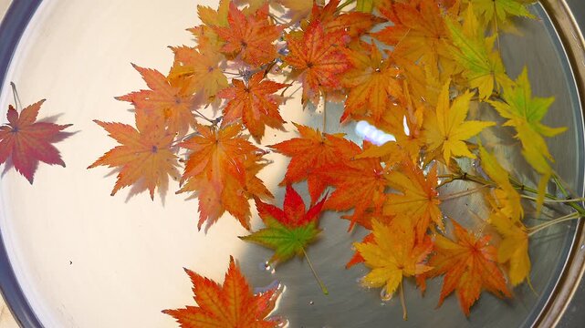 水に浮く真紅の紅葉