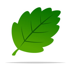 Cartoon mint leaf vector isolated illustration © FARBAI