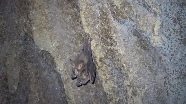 Probably lesser false vampire bat (Megaderma spasma) in a grotto in the mountainous regions of northern Thailand