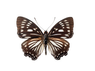 Fototapeta premium Beautiful exotic Euripus nyctelius butterfly isolated on white background.