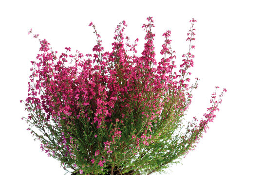 Cross-leaved heath (Erica tetralix)