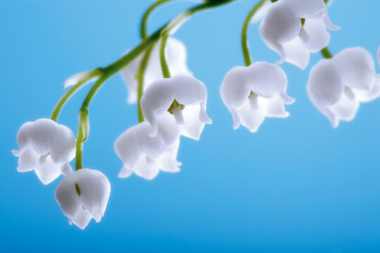 Lily of the valley, convallaria majalis