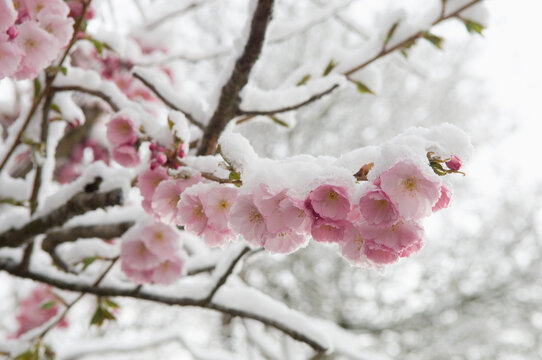 Germany, Munich, Snow covered cherry blossom, close up