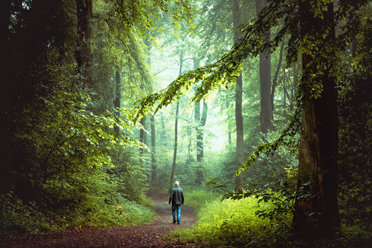 Man walking on forest track in morning light