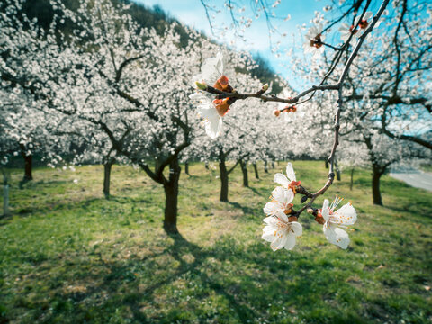 Austria, Wachau, Apricot blossoms