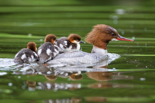 Germany, Bavaria, Goosander with chicks on her back, close up