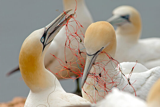 Germany, Helgoland, northern gannets tangled in fishing net
