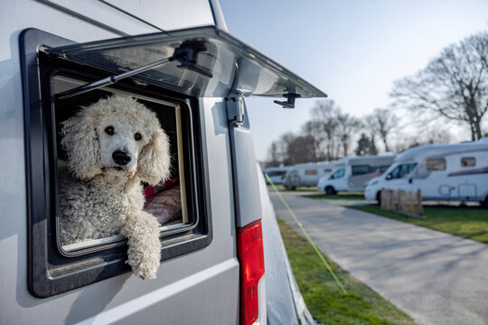 Cute Poodle sitting in camper van on sunny day