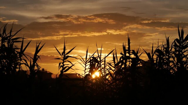 Vibrant Golden Sunset Glowing Through Silhouette of Tropical Plants Against Dramatic Orange Sky