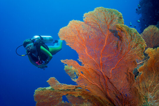 Pacific Ocean, Palau, scuba diver in coral reef with Giant Fan Coral